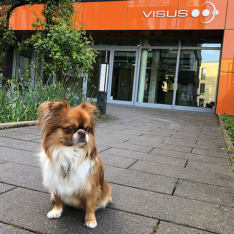 VISUS Office Dog - Leo VISUS Office Dog - Leo